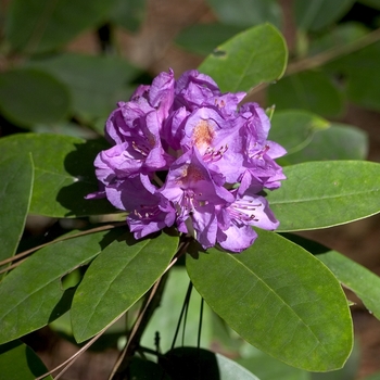 Rhododendron catawbiense 'Boursalt' (001003)