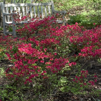 Rhododendron Kurume Hybrid 'Hino-Crimson' (001009)
