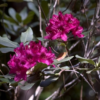 Rhododendron 'Nova Zembla' (001011)