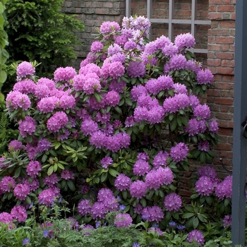 Rhododendron 'Roseum Elegans' (001013)