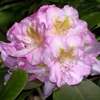 Rhododendron Dexter hybrid 'Scintillation' (001015)