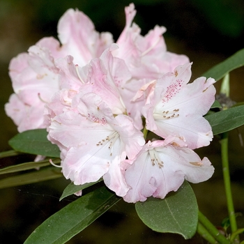 Rhododendron 'Solidarity' (001016)