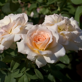 Rosa 'Apricot Nectar' (001023)