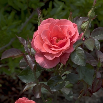 Rosa 'Candelabra' (001033)
