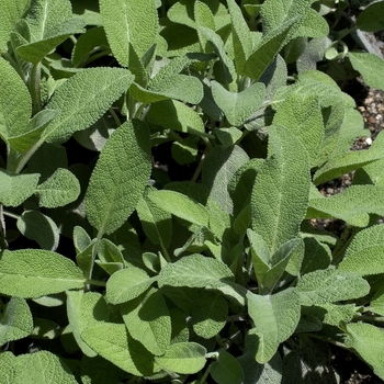 Salvia officinalis 'Berggarten' (001149)