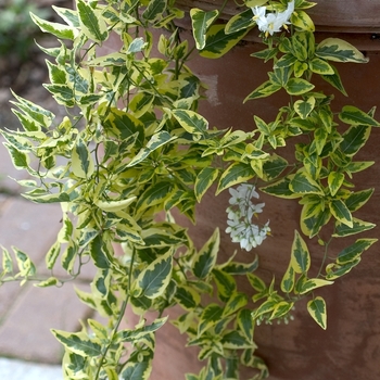 Solanum jasminoides 'Variegata' (001169)
