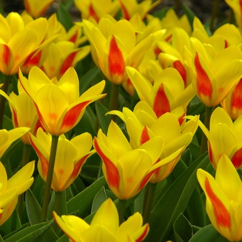 Tulipa 'Multiple Varieties' (001198)