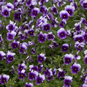 Viola cornuta Penny™ 'Beaconsfield' (001226)