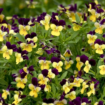 Viola cornuta Penny™ 'Yellow Jump-up' (001229)