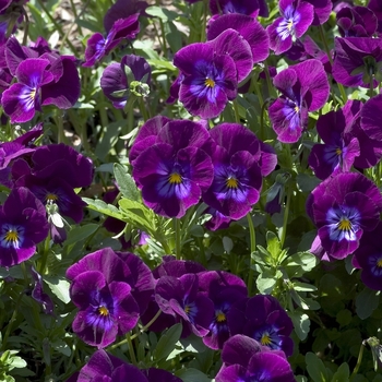 Viola x wittrockiana 'Purple Rain' (001232)