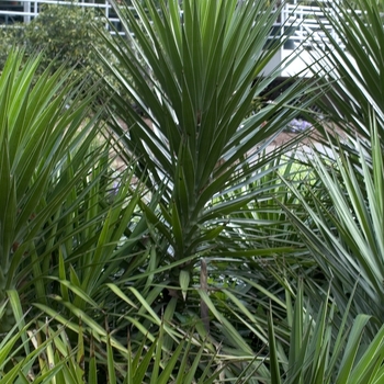 Yucca aloifolia '' (001239)