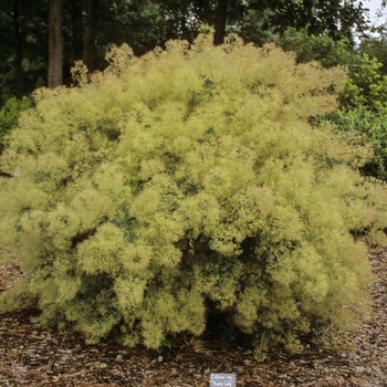 Cotinus coggygria 'Young Lady' (001265)