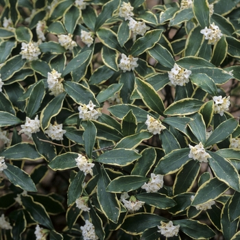 Daphne odora 'Aureo-marginatus' (001277)