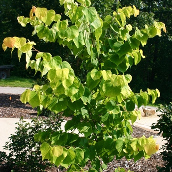 Cercis canadensis 'Hearts of Gold' (001452)