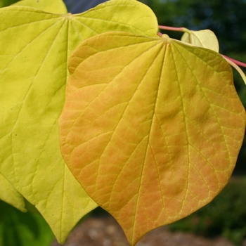 Cercis canadensis 'Hearts of Gold' (001453)