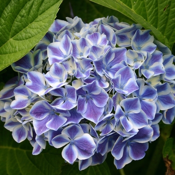 Hydrangea macrophylla 'Lady Taiko Blue' (001501)
