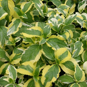 Hydrangea macrophylla 'Lemon Wave' (001505)