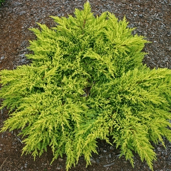 Juniperus chinensis 'Daub's Frosted' (001513)