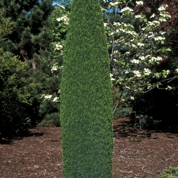 Juniperus communis 'Compressa' (001515)