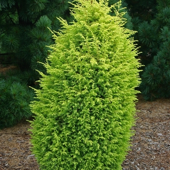 Juniperus communis 'Gold Cone' (001516)