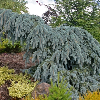 Picea pungens 'The Blues' (001526)