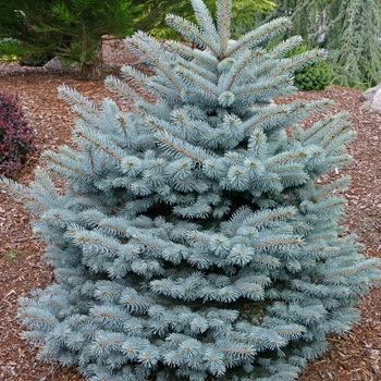 Picea pungens 'Montgomery' (001555)