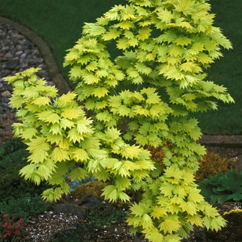 Acer shirasawanum 'Aureum' (001625)