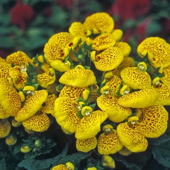 Calceolaria 'Cinderella Yellow' (001670)