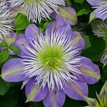 Clematis 'Crystal Fountain' (001690)