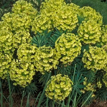 Euphorbia characias ssp. wulfenii '' (001713)