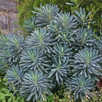 Euphorbia characias ssp. wulfenii '' (001714)
