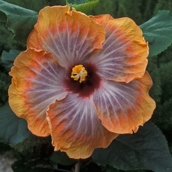 Hibiscus rosa-sinensis 'Fifth Dimension' (001748)