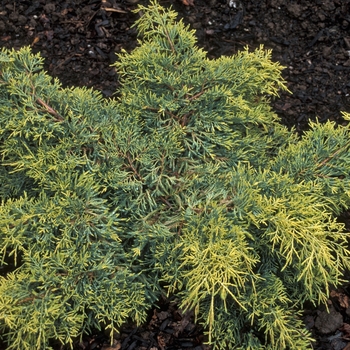 Juniperus chinensis 'Saybrook Gold' (001780)