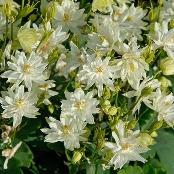 Aquilegia vulgaris Clementine™ 'White' (001836)