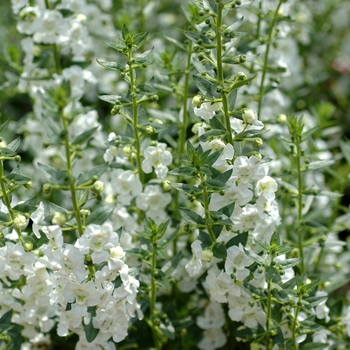 Angelonia angustifolia Angelface® 'White' (001939)