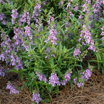 Angelonia angustifolia Angelmist™ 'Lavender' (001946)