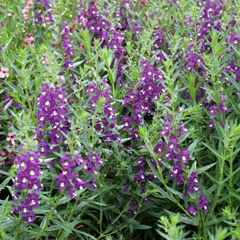 Angelonia angustifolia Archangel™ 'Purple' (001953)