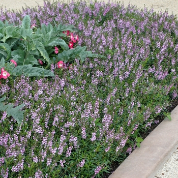 Angelonia angustifolia Serena® 'Lavender' (001955)
