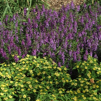 Angelonia angustifolia Serena® 'Lavender' (001957)