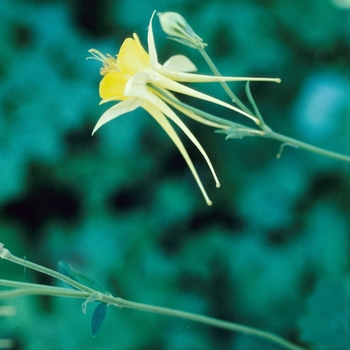 Aquilegia chrysantha var. hinckleyana '' (001969)