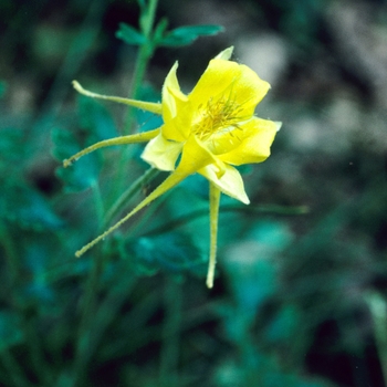 Aquilegia chrysantha var. hinckleyana '' (001970)
