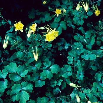 Aquilegia chrysantha var. hinckleyana '' (001971)