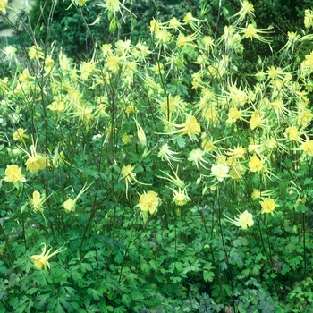 Aquilegia chrysantha '' (001972)