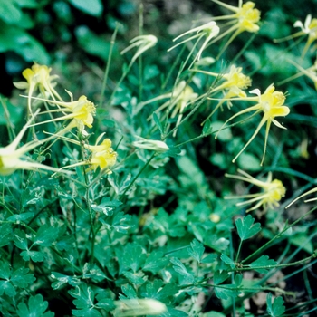 Aquilegia chrysantha '' (001975)
