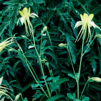 Aquilegia chrysantha '' (001976)