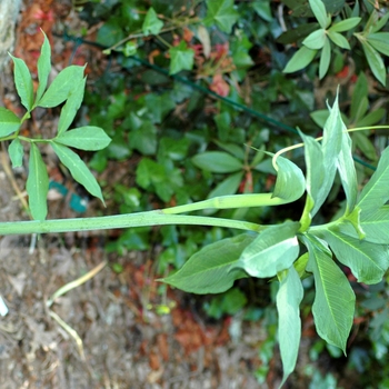 Arisaema heterophyllum '' (001990)