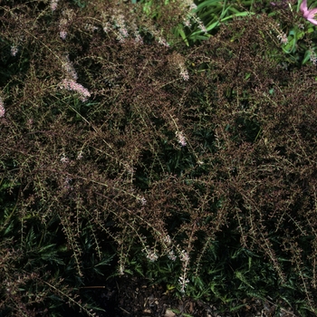 Astilbe simplicifolia 'Sprite' (002026)