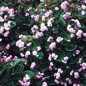 Begonia semperflorens Doublet 'Pink' (002075)