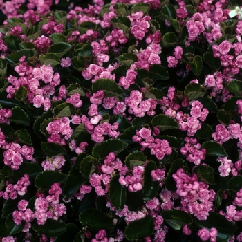 Begonia semperflorens Doublet 'Pink' (002076)