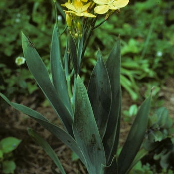Belamcanda flabellata 'Hello Yellow' (002080)